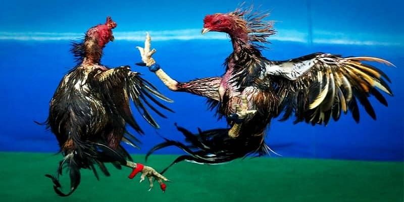 Những lưu ý quan trọng khi chơi đá gà tại 88GOALS